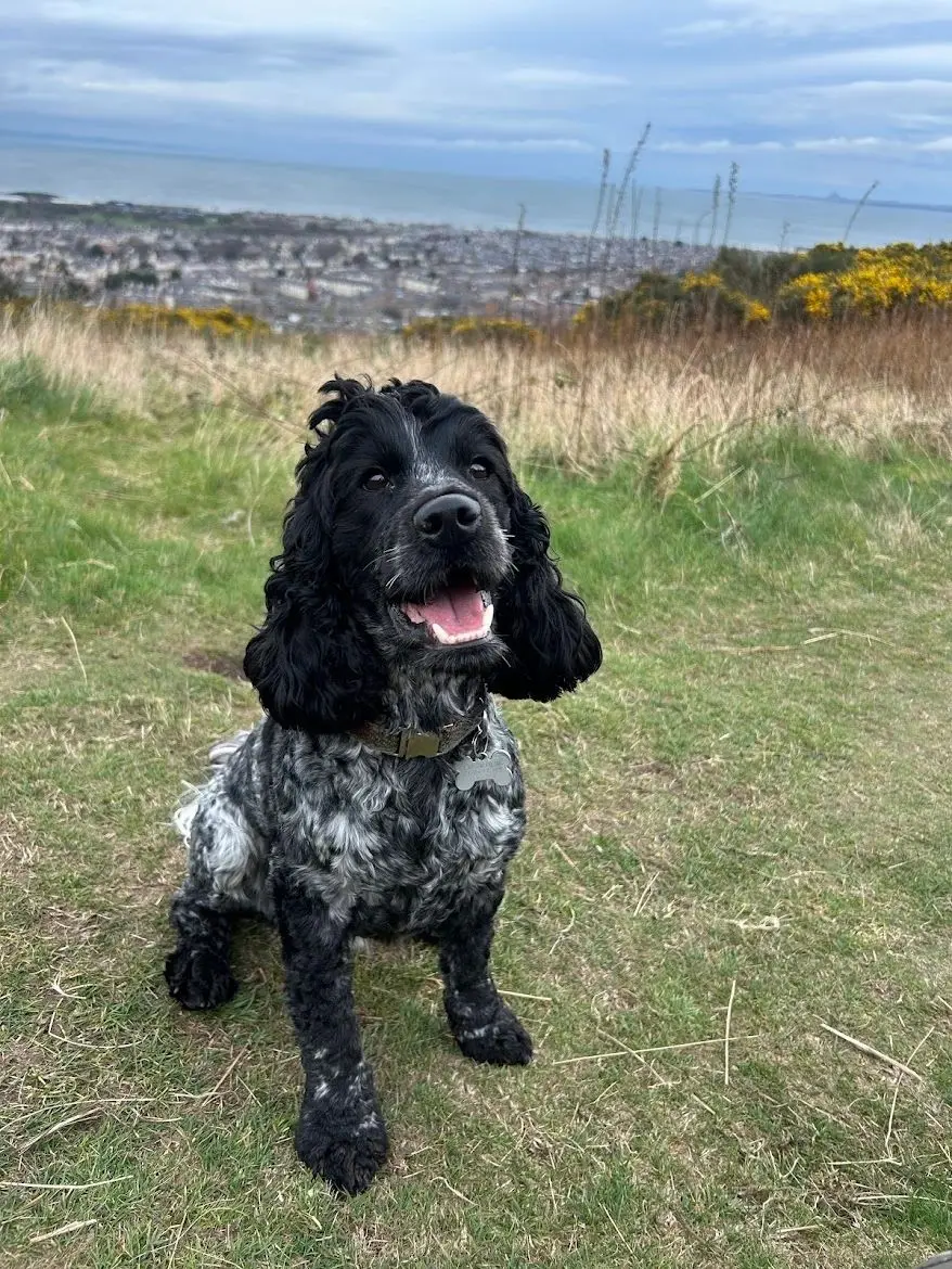 A black and white cocker spaniel sitting on a grassy hill above Edinburgh, looking up happily