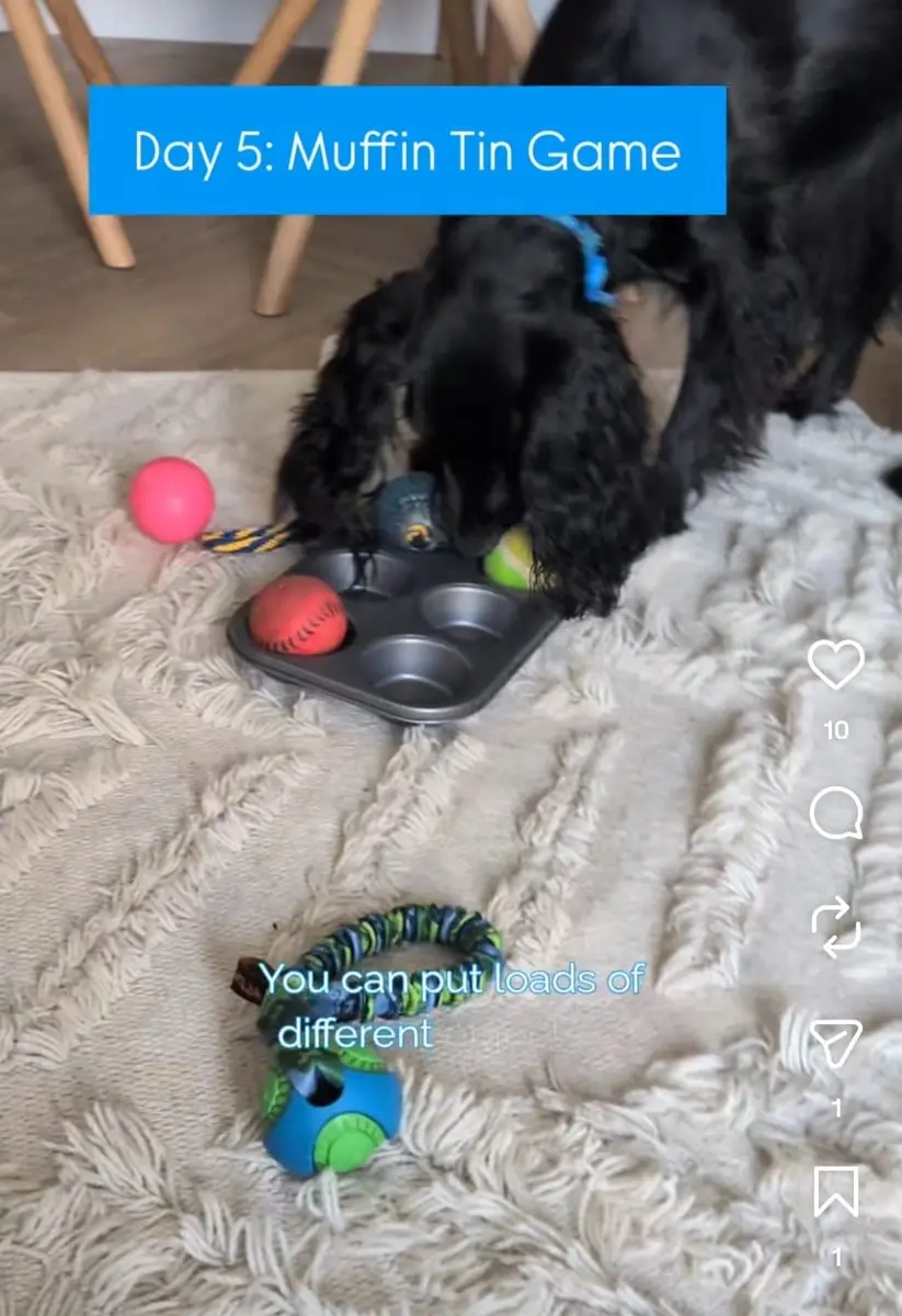 A black spaniel nosing at a muffin tin game with toys covering the treats