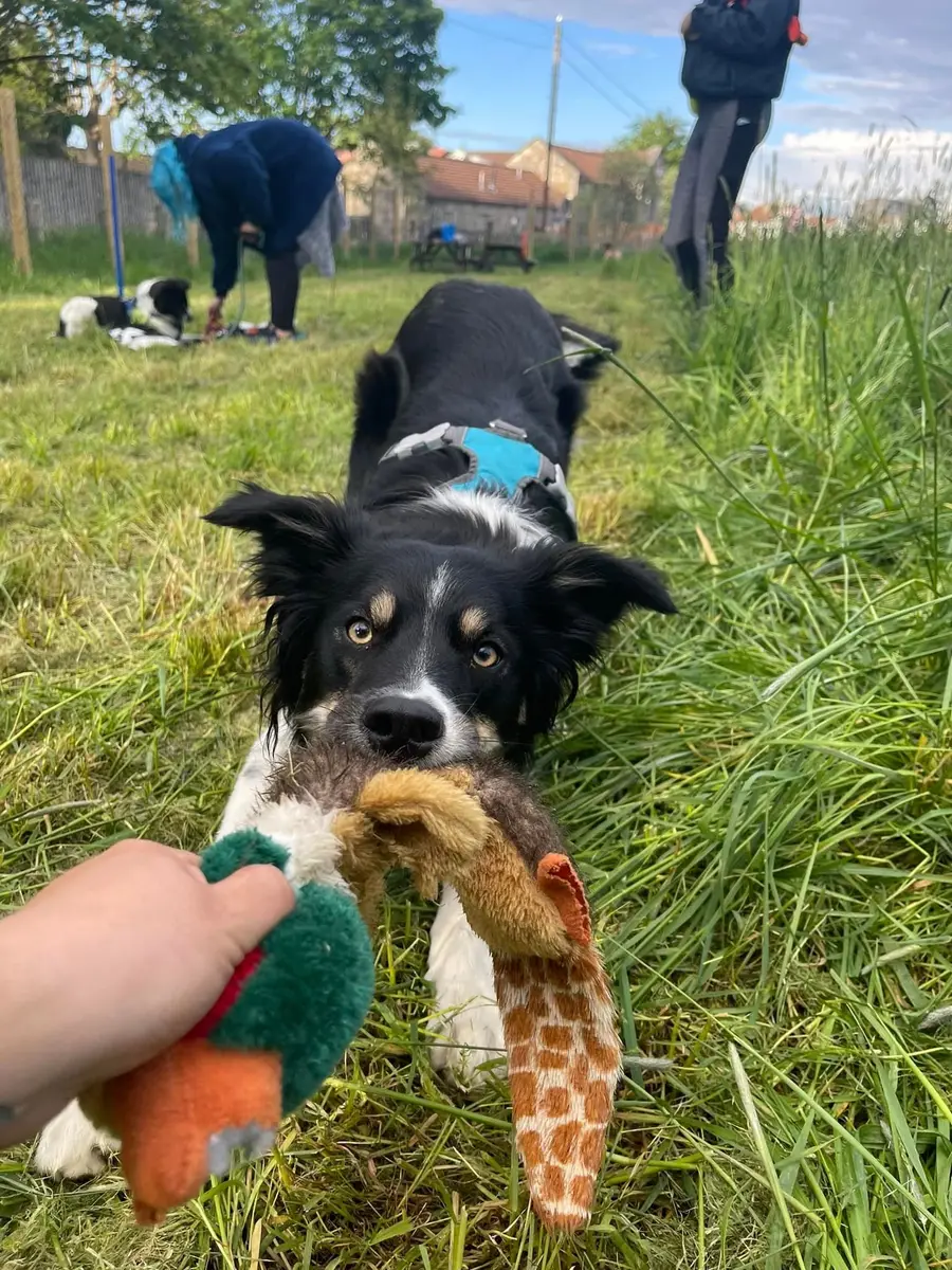 A collie tugging on a soft toy during a class in the park