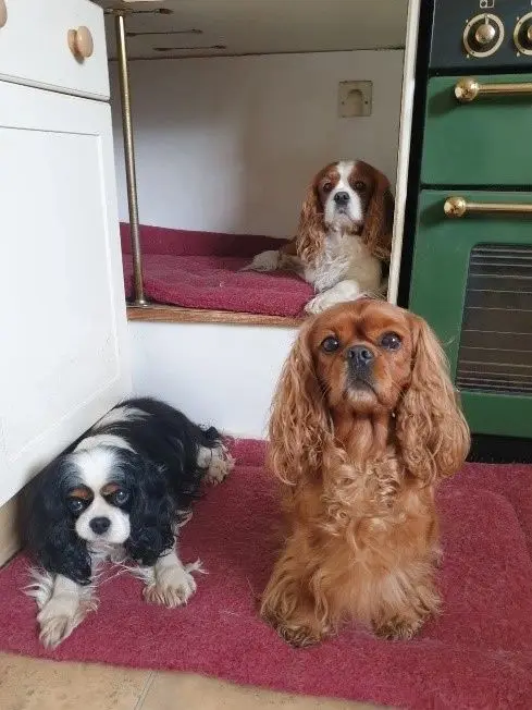 Three Cavalier King Charles spaniels relaxing in a kitchen, one in a den under the cabinets
