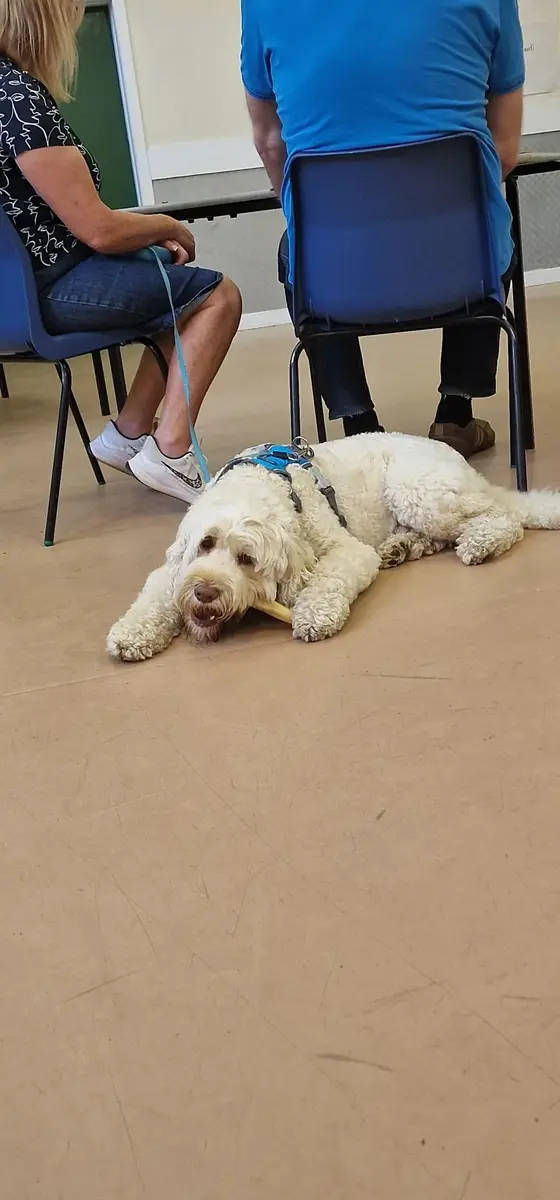 A doodle lying down calmly beside its owner’s chair during an indoor class