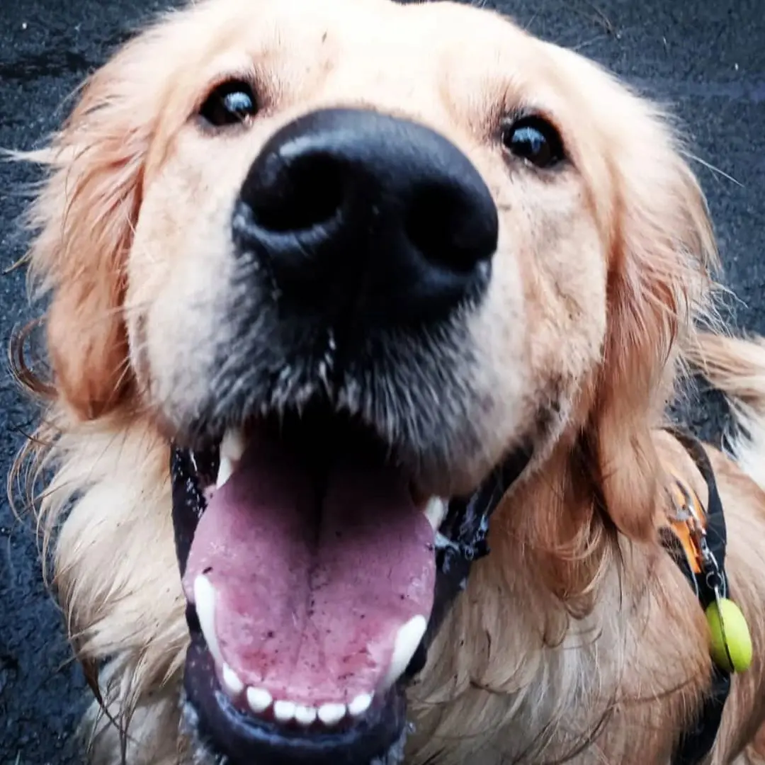 A close-up of a happy golden retriever with its mouth open