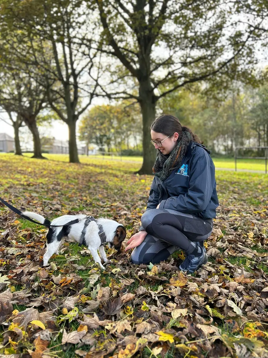 Rosy crouching to reward a small black and white dog on a lead among autumn leaves
