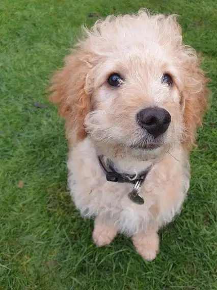 A cream doodle puppy sitting on the grass looking up