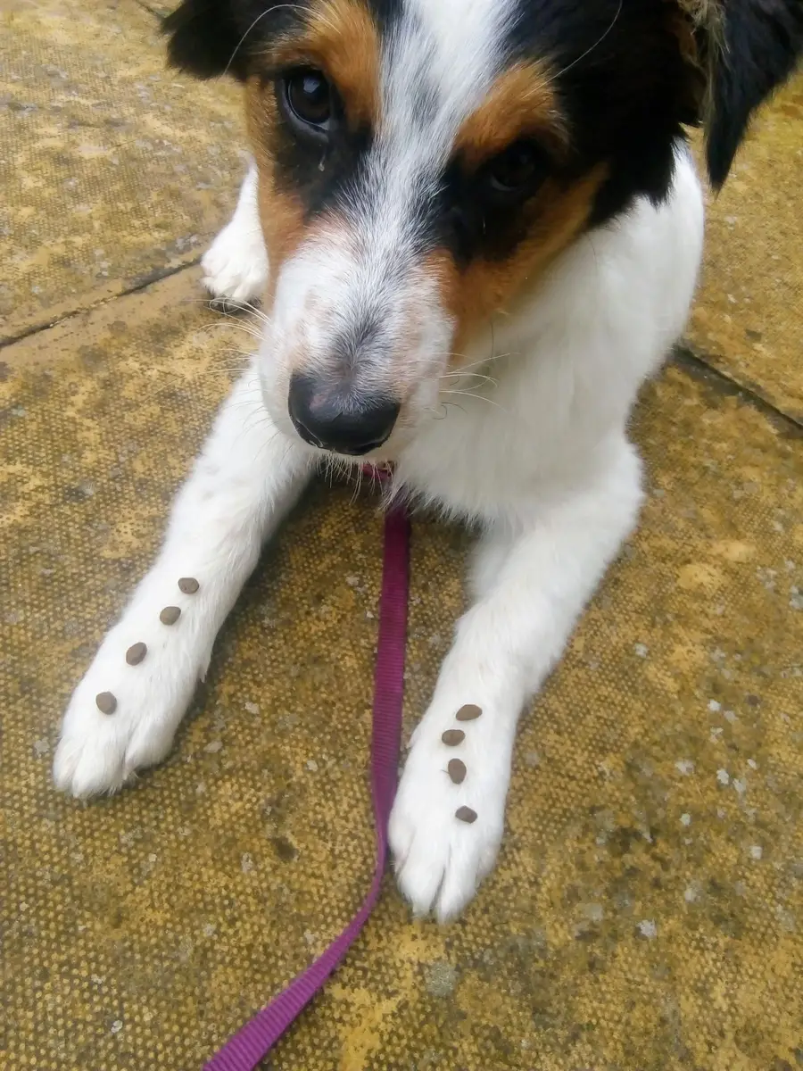 A collie lying down with treats placed between its front paws