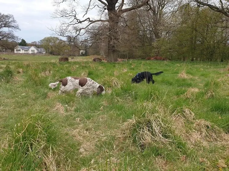 Two dogs sniffing around a grassy field in a park