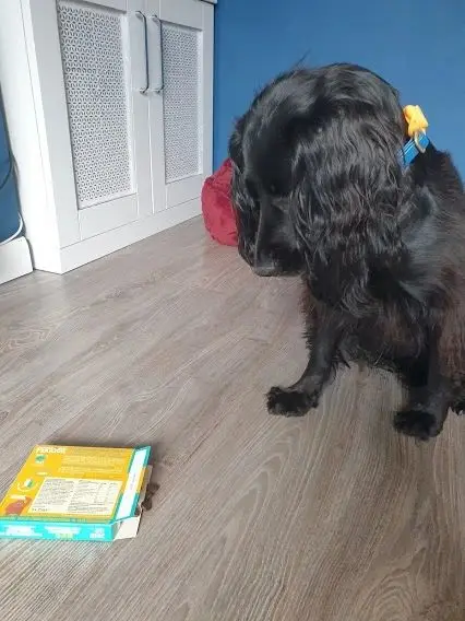 A black spaniel sitting beside a cardboard treat puzzle on the floor