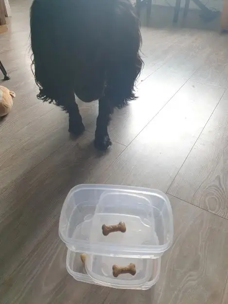 A black spaniel looking at a plastic box with dog biscuits inside