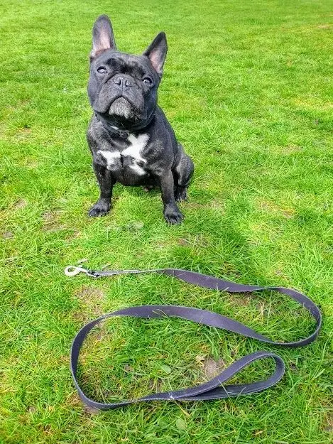 A French bulldog sitting on the grass beside a grey lead