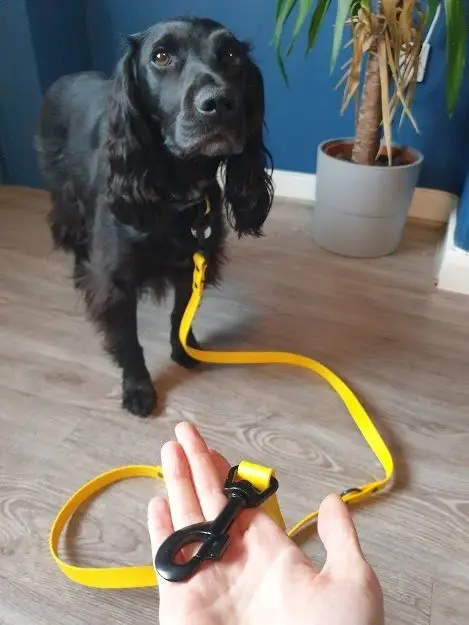 A black spaniel standing on a yellow lead held out in a hand