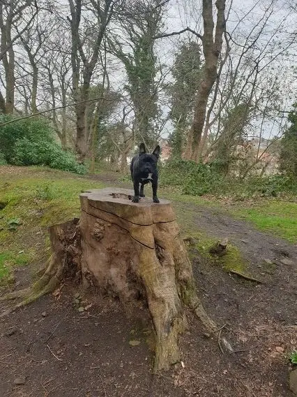 A French bulldog standing on a tree stump in the woods