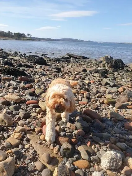 A cockapoo walking over pebbles on the beach