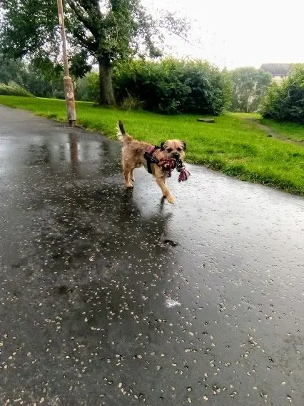 A small terrier carrying a toy along a wet park path