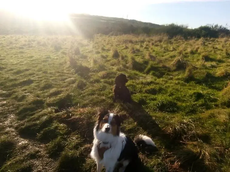 A collie and a brown dog in a sunny field