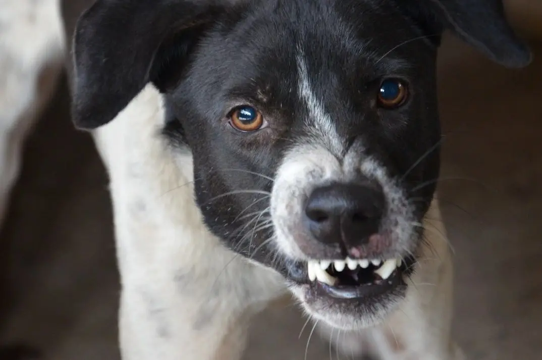 A black and white dog showing its teeth