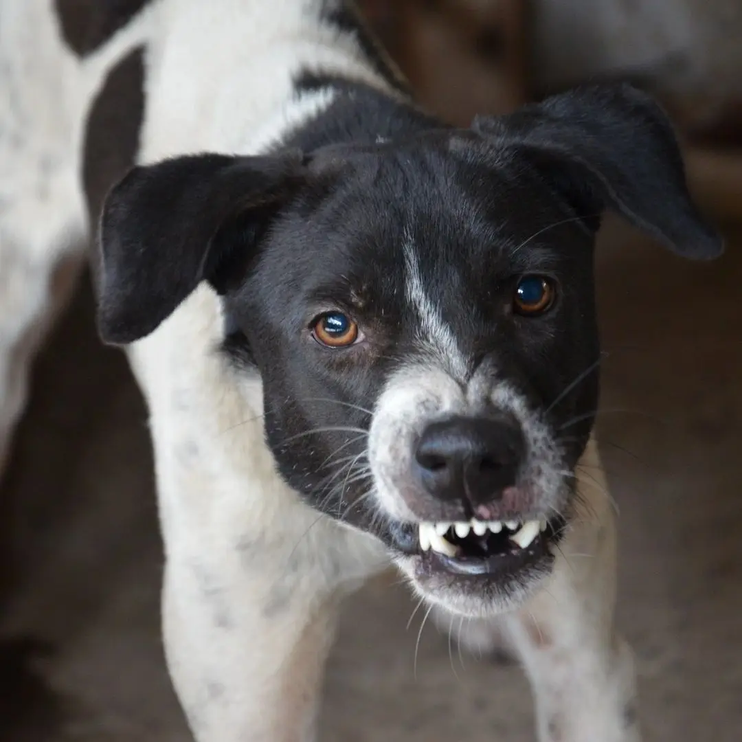 A black and white dog baring its teeth