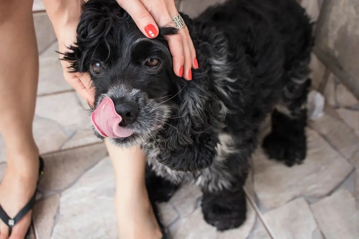 A black spaniel licking its lips while a person strokes its head