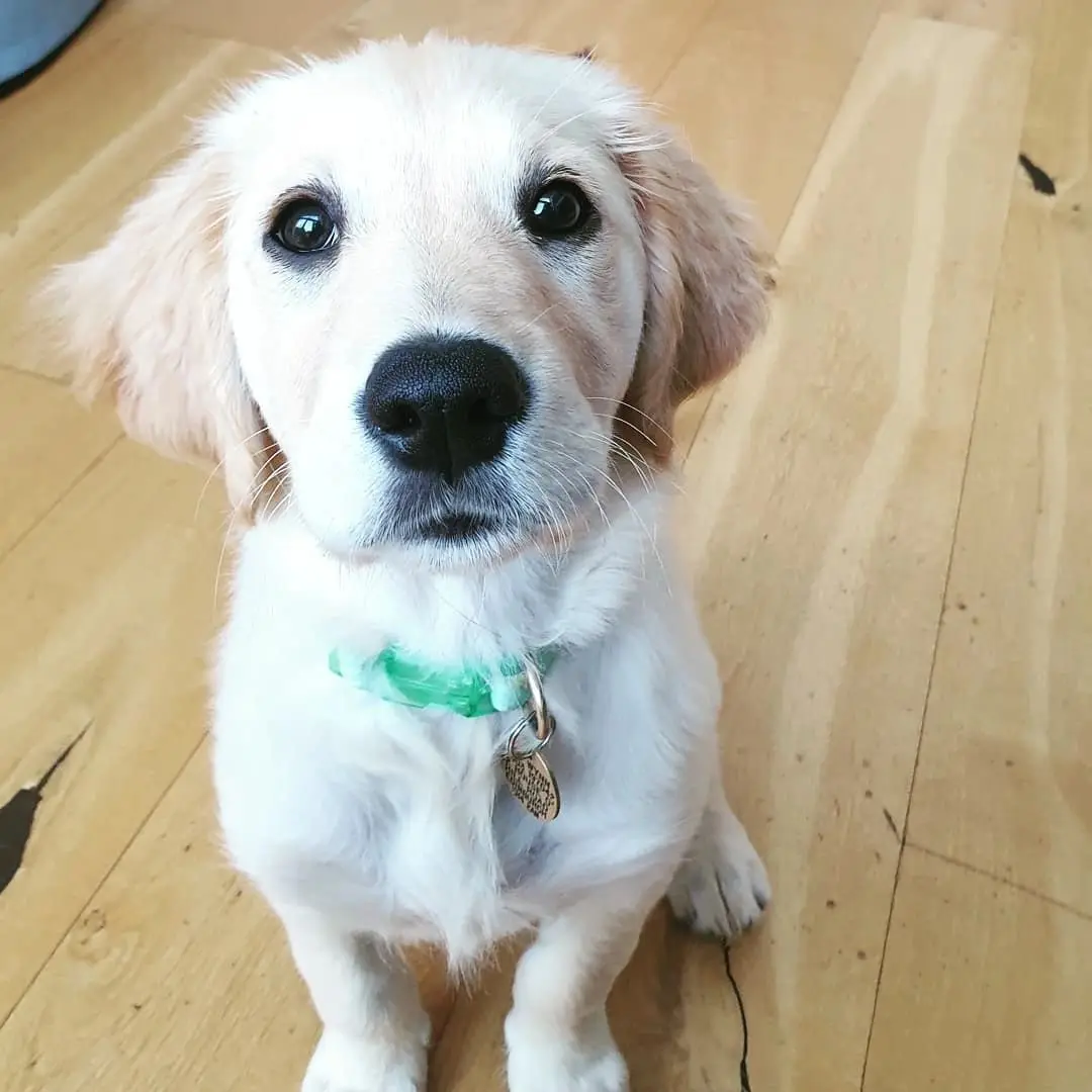 A golden retriever puppy sitting on a wooden floor