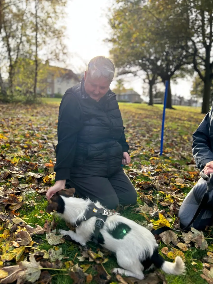 A woman kneeling to reward a black and white dog among autumn leaves during a class