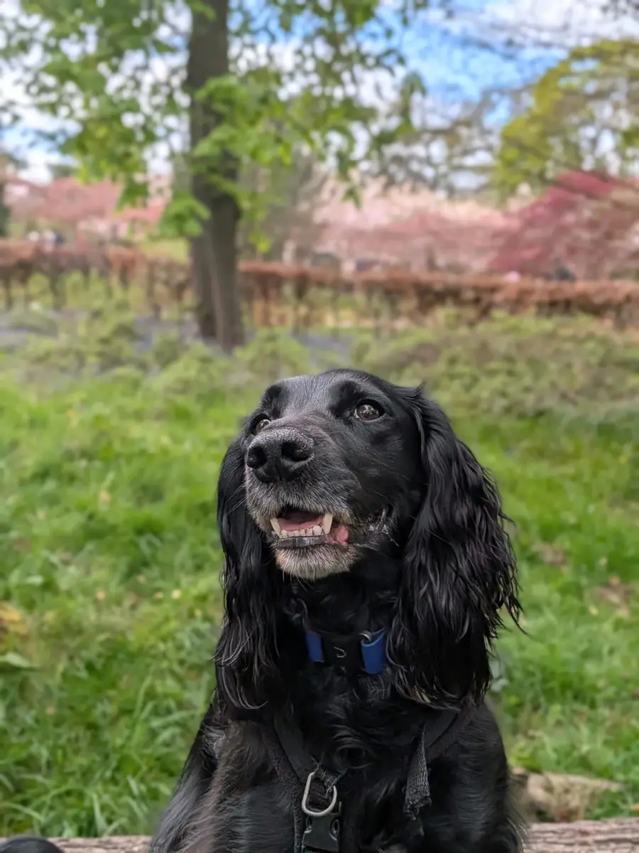 A black spaniel sitting in the park looking up happily
