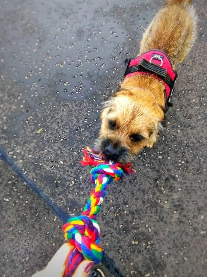 A border terrier in a pink harness playing tug with a rainbow rope toy