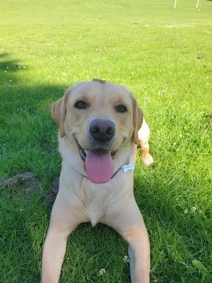 A yellow Labrador lying on the grass with its tongue out