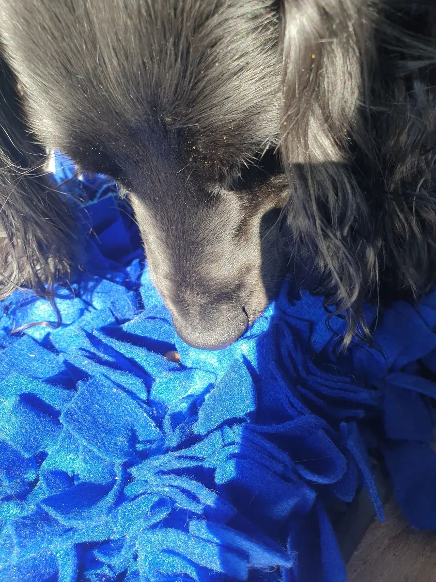 A dog sniffing for treats in a blue snuffle mat