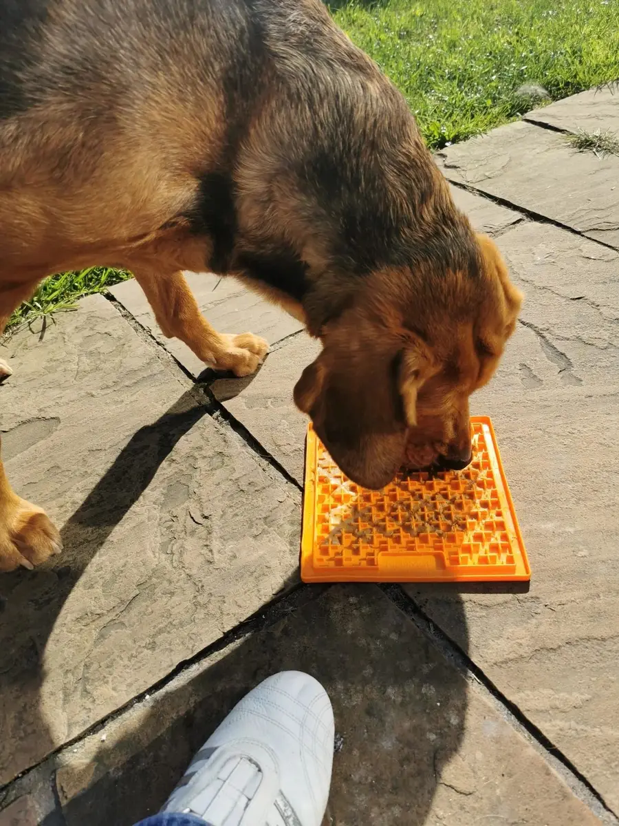 A dog licking an orange lick mat on a patio