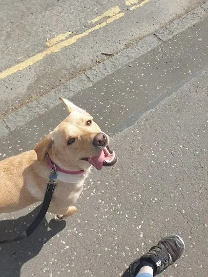 A small tan dog on a lead looking up at its walker on the pavement