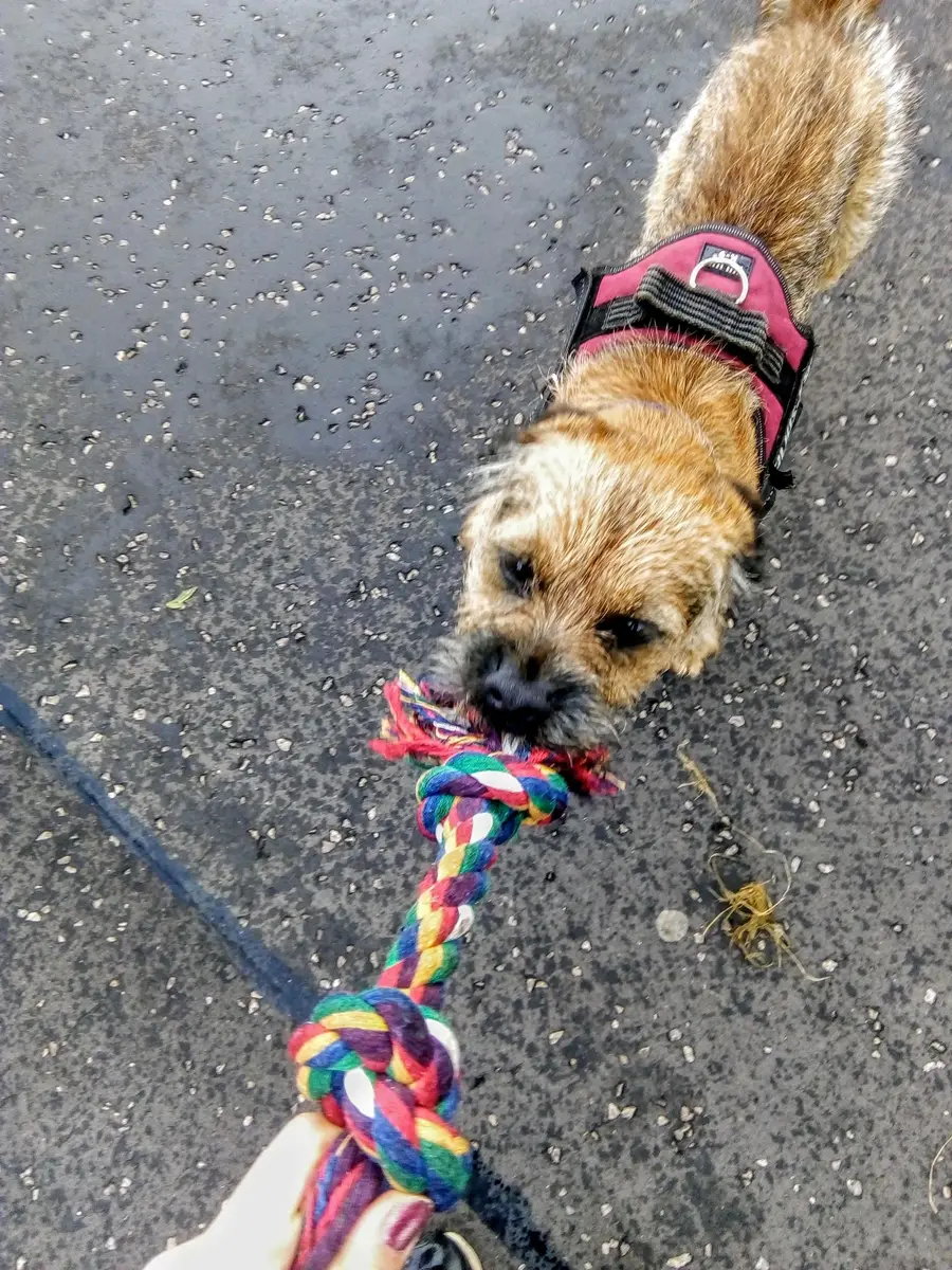 A border terrier in a pink harness playing tug with a rainbow rope toy