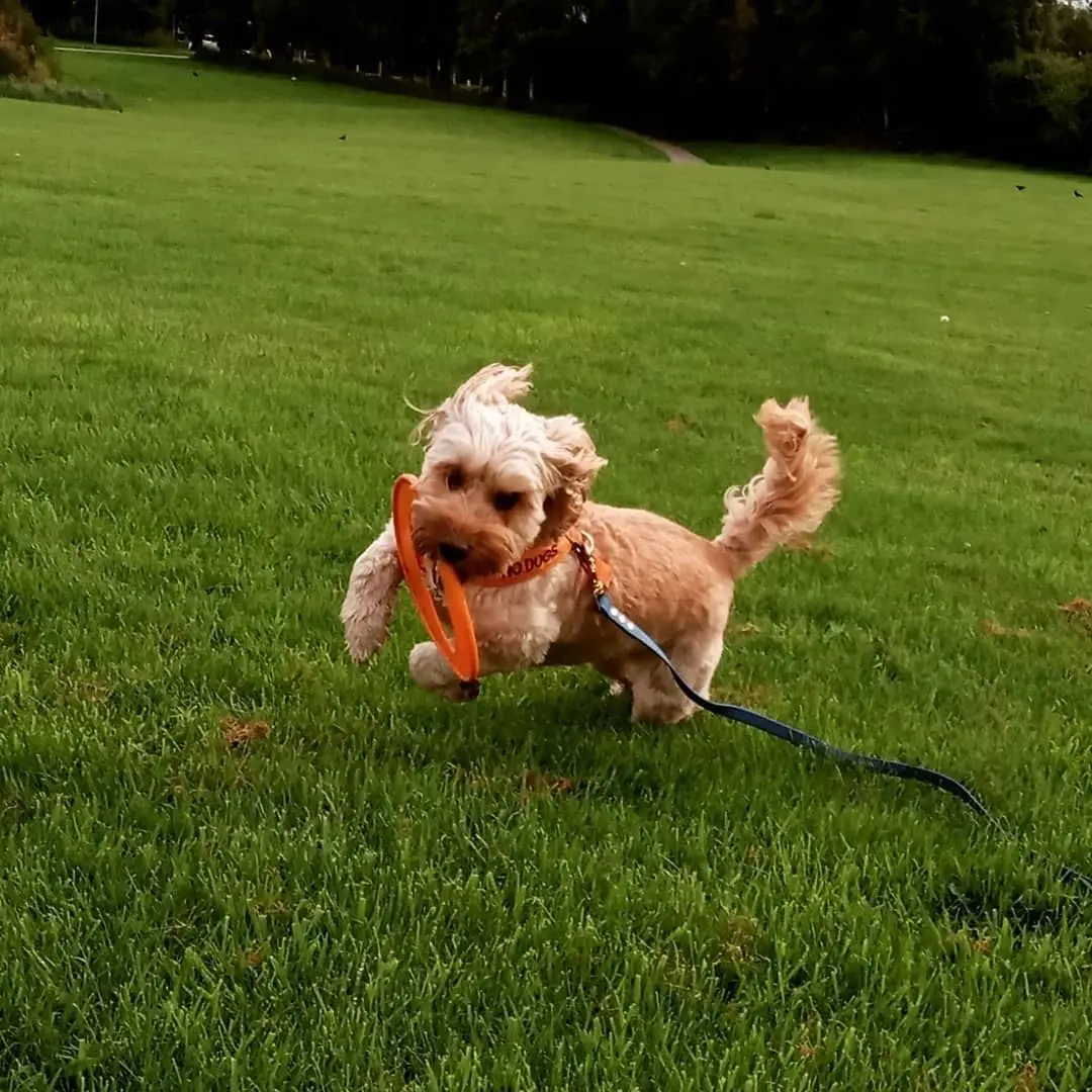 A cockapoo running across the grass with an orange ring toy