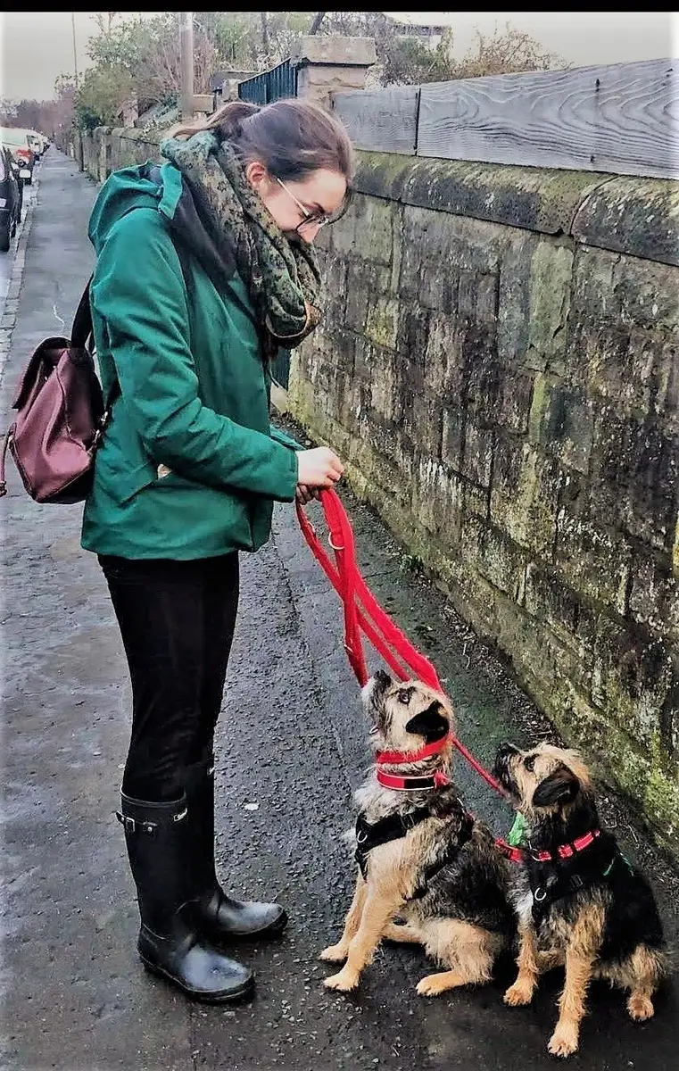 Rosy with two small dogs sitting nicely on their leads in a lane