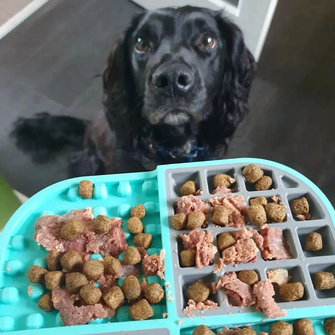 A black spaniel waiting beside two lick mats spread with kibble and wet food