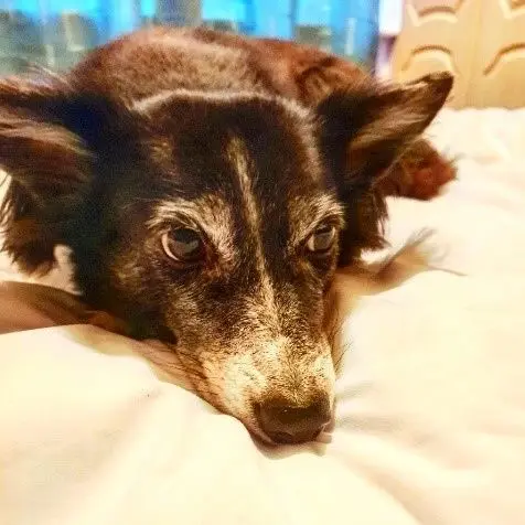 A brown and black dog resting its head on a cushion