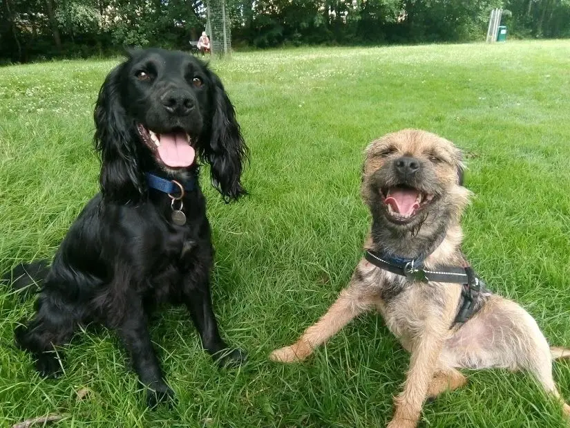 A black spaniel and a border terrier sitting happily on the grass