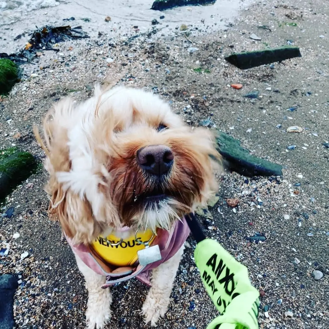 A windswept cockapoo in a yellow Nervous bandana on the beach