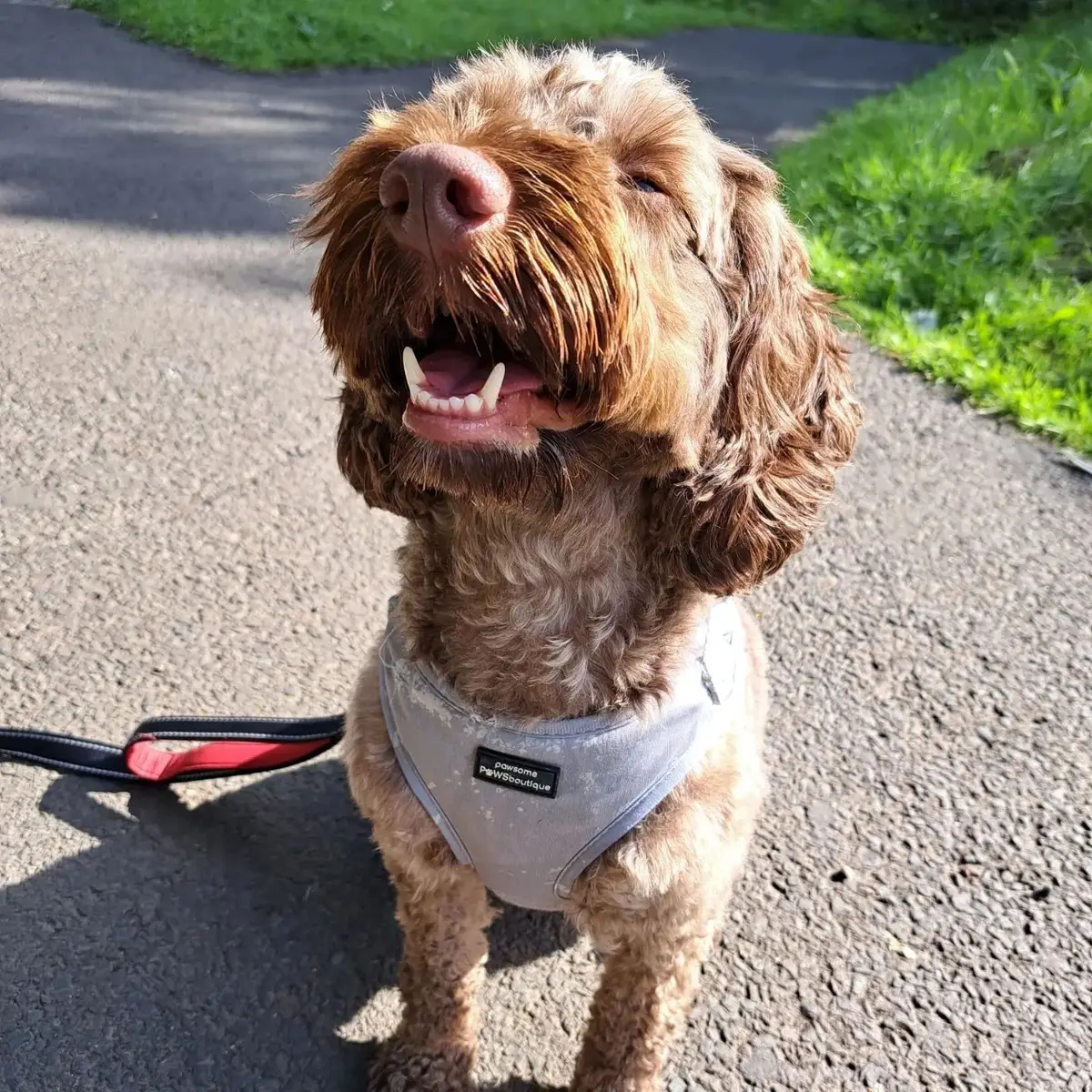 A curly brown cockapoo in a grey harness sitting on a path