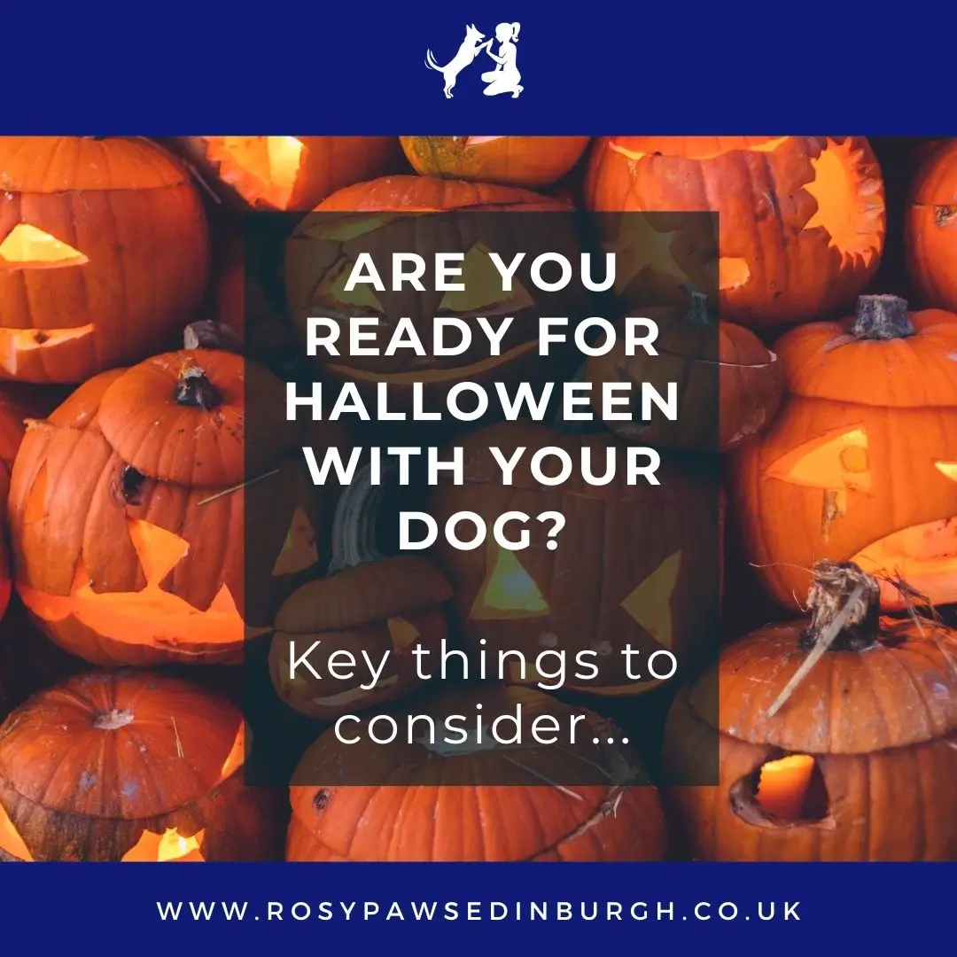 Are you ready for Halloween with your dog? Key things to consider