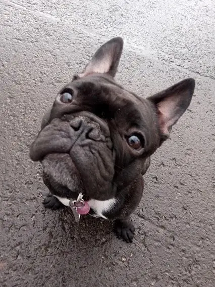 A French bulldog looking up from the pavement