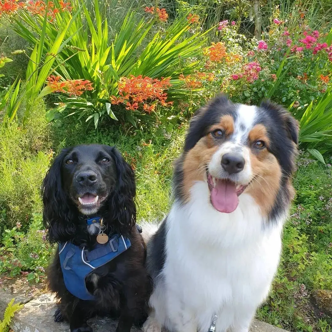 A black spaniel and an Australian shepherd sitting side by side in a flowery garden