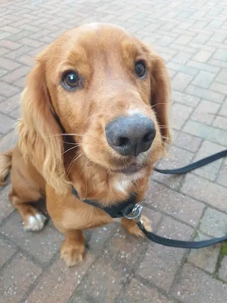 A golden cocker spaniel on a lead sitting on paving and looking up
