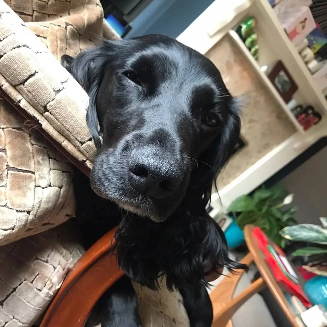 A black spaniel resting its head on the arm of a sofa