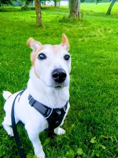 A Jack Russell terrier in a harness sitting on the grass