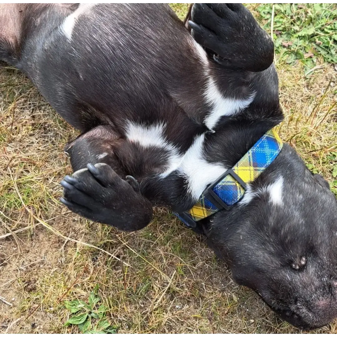 A black and white dog rolling on its back in the grass