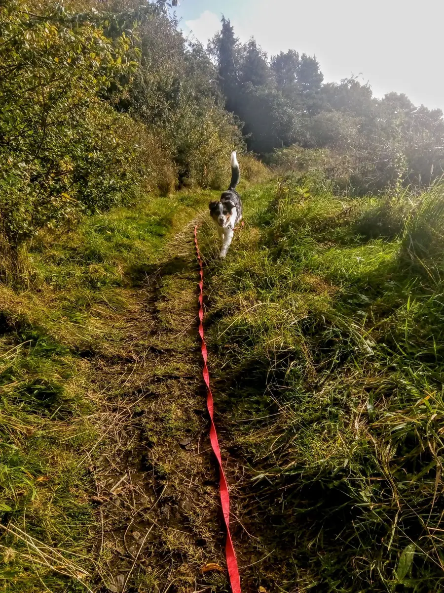 A small dog trotting along an overgrown path on a long red line