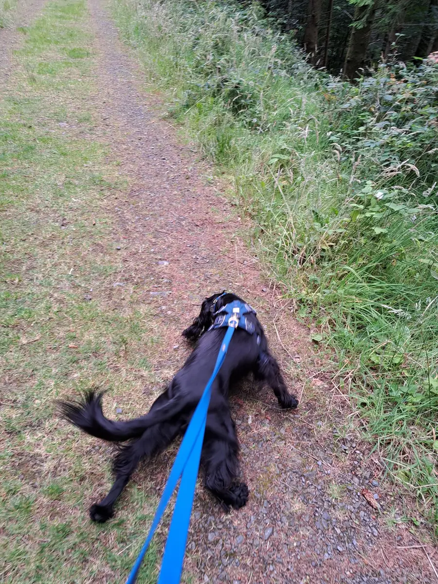 A black spaniel on a blue lead sniffing along a woodland path