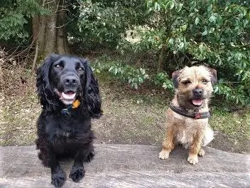 A black spaniel and a border terrier sitting on a log in the woods