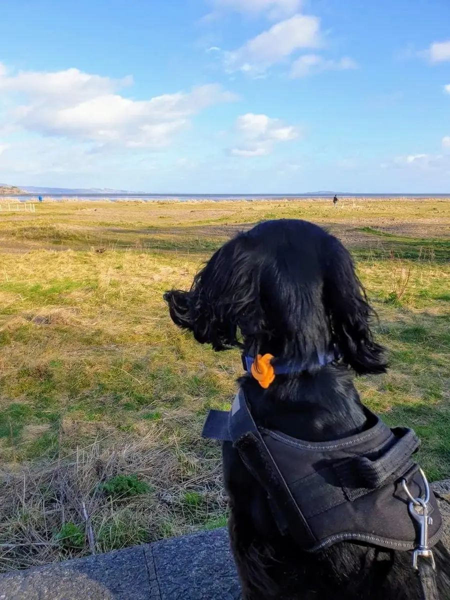 A black spaniel in a harness looking out over the grass towards the sea