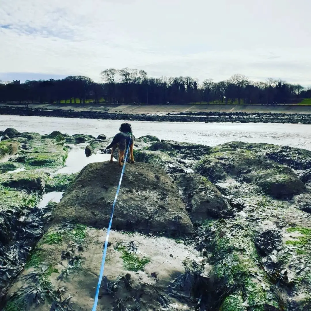 A dog on a long line exploring the rocks at low tide