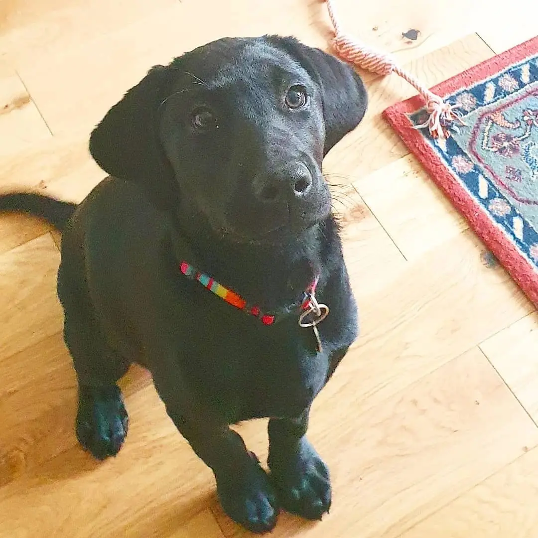 A black Labrador puppy sitting on a wooden floor beside a rug